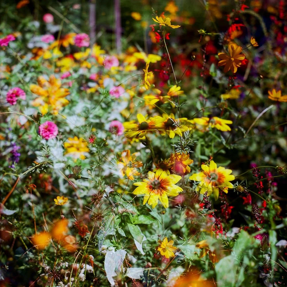LilyWanderlust-Alhambra-Generalife-Gardens-Kodak-Ektar-©LilyHeaton2024-02.jpg
