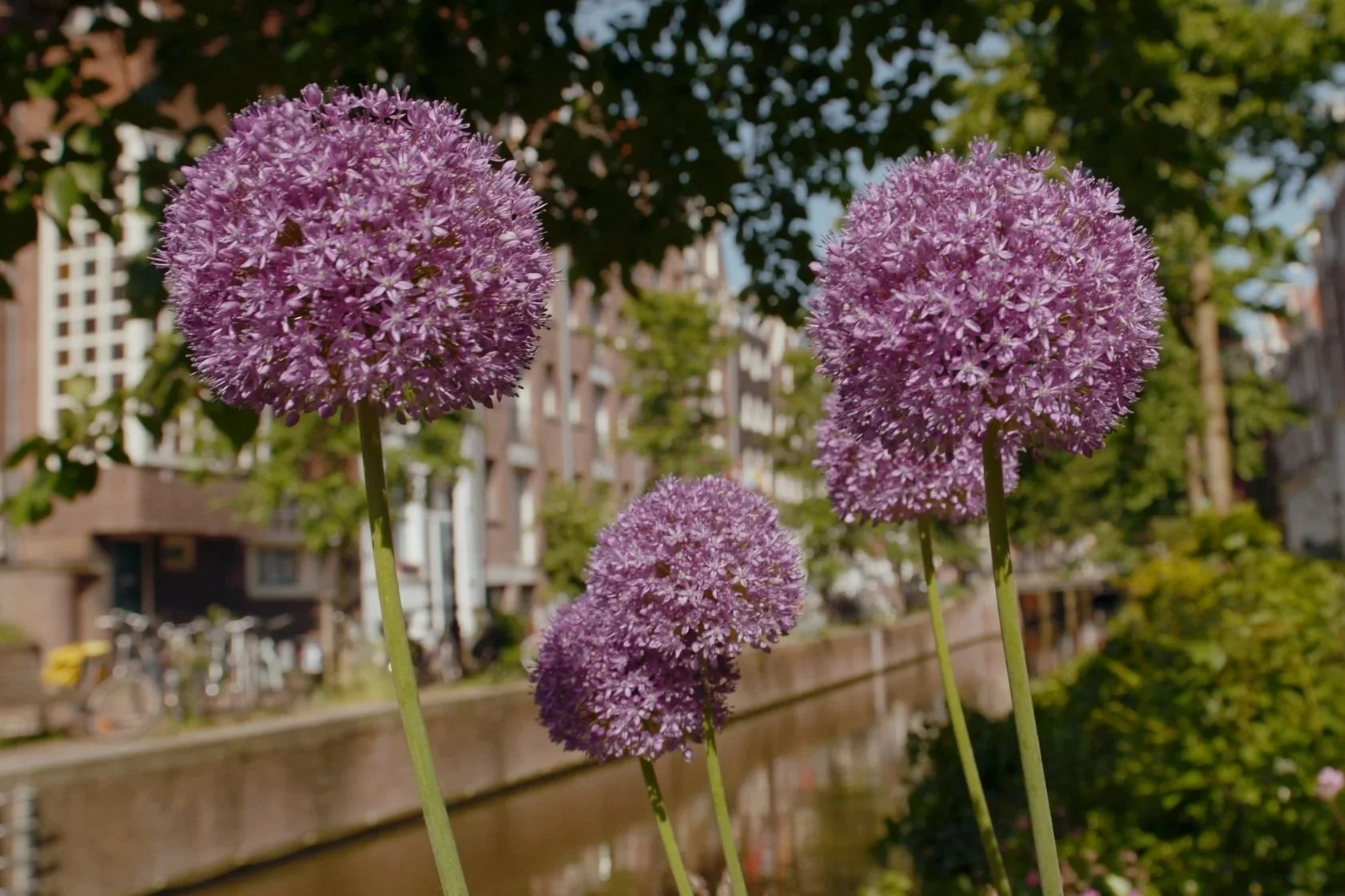 LilyWanderlust_Amsterdam_Lomo100_2026-29-57.jpg