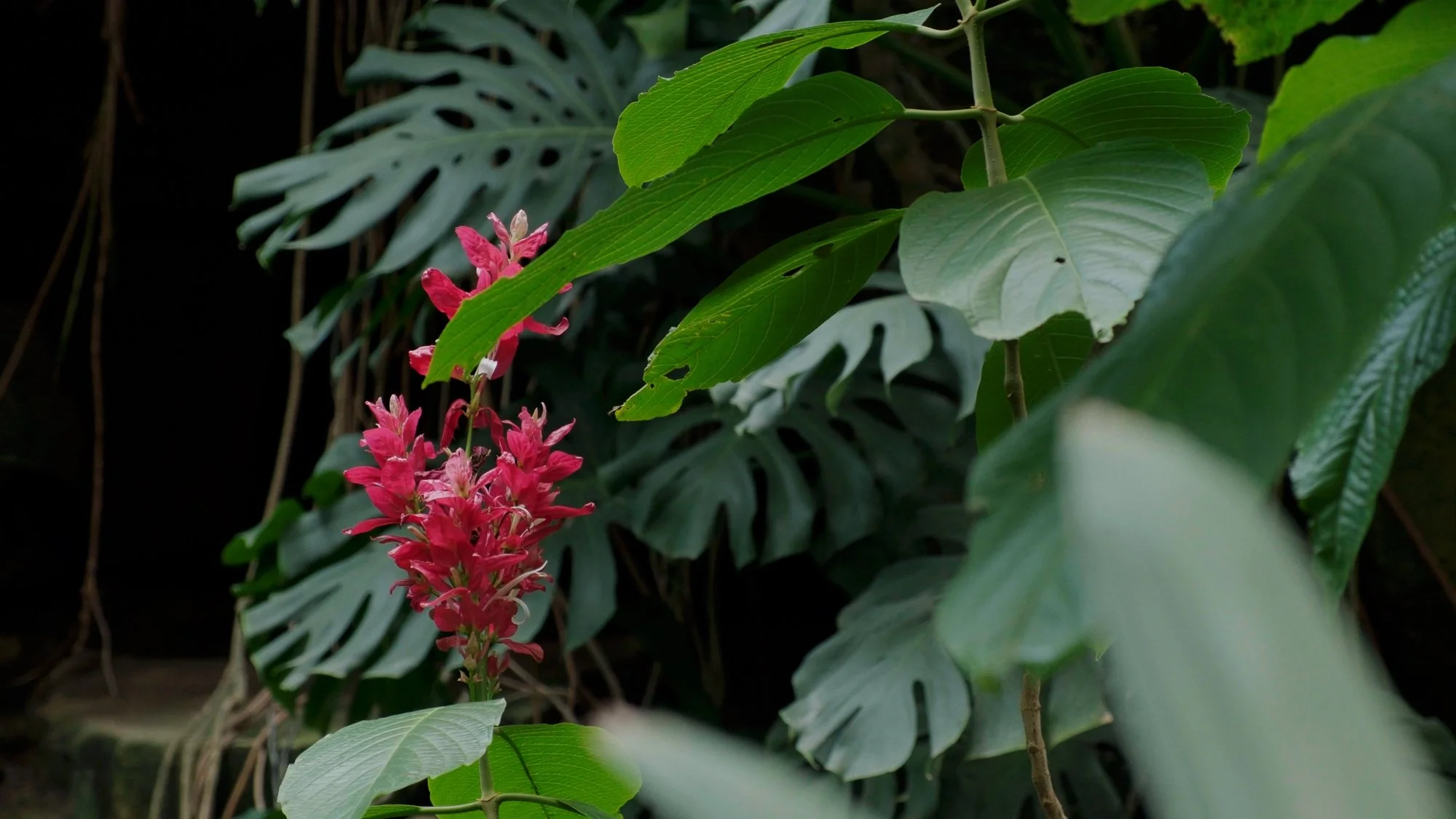 LilyWanderlust_Paris_Botanical_Garden_Greehouse_1.jpg