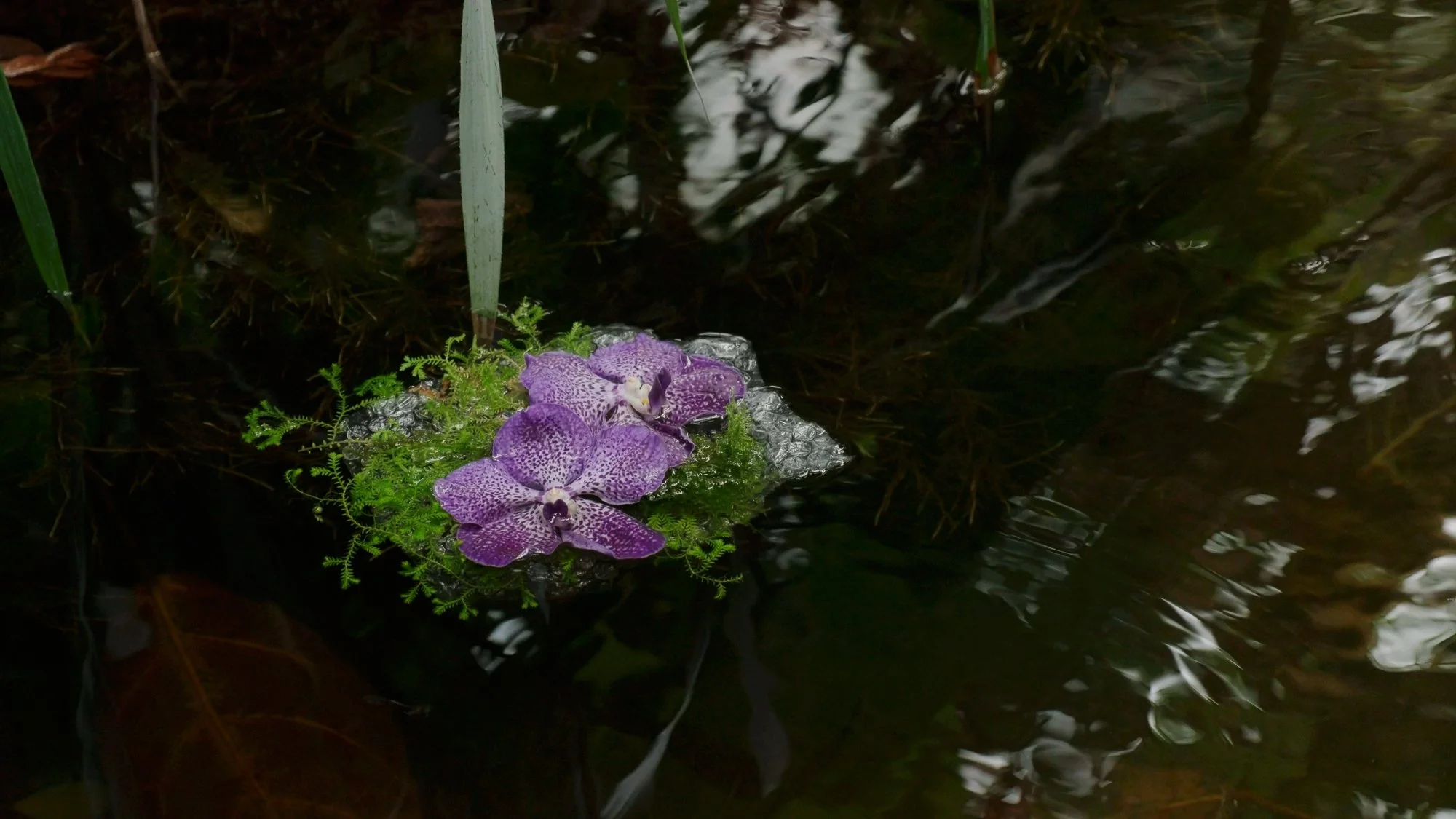LilyWanderlust_Paris_Botanical_Garden_Greehouse_3.jpg