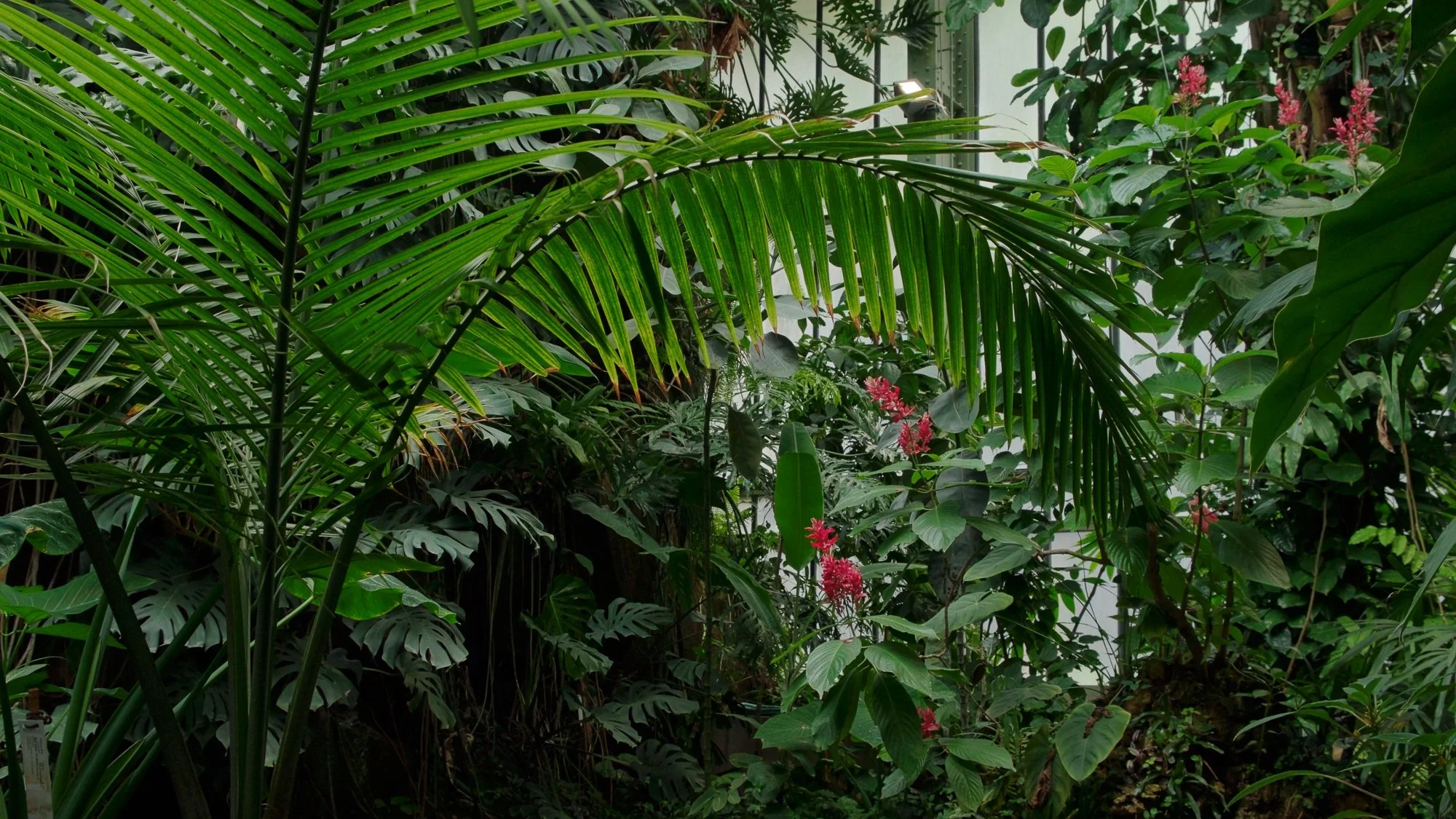 LilyWanderlust_Paris_Botanical_Garden_Greehouse_13.jpg