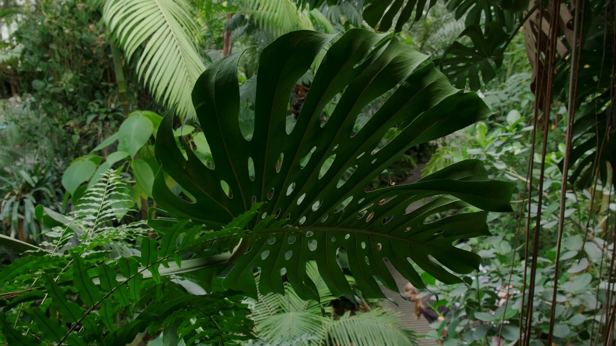 LilyWanderlust_Paris_Botanical_Garden_Greehouse_28.jpg