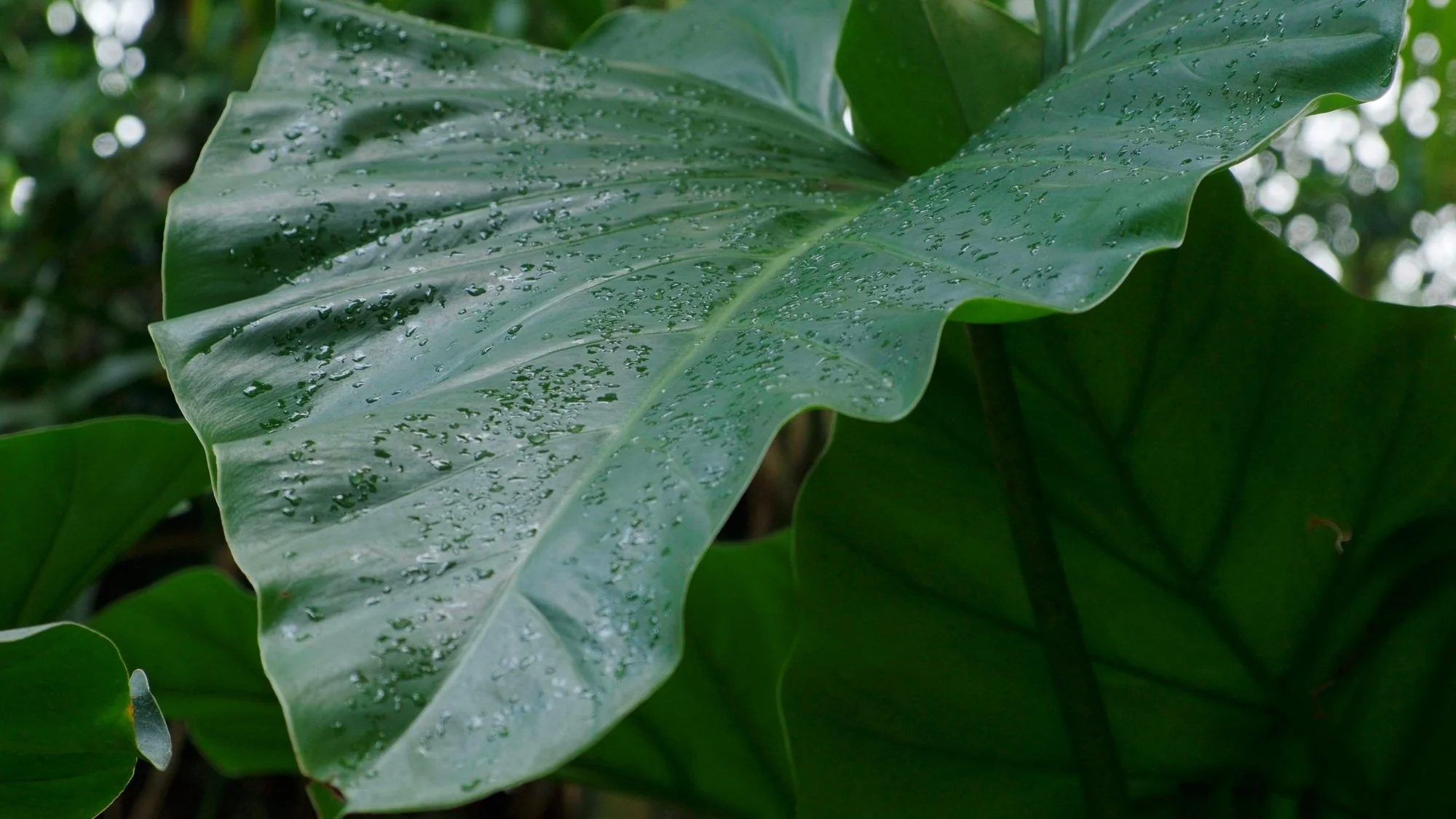 LilyWanderlust_Paris_Botanical_Garden_Greehouse_21.jpg