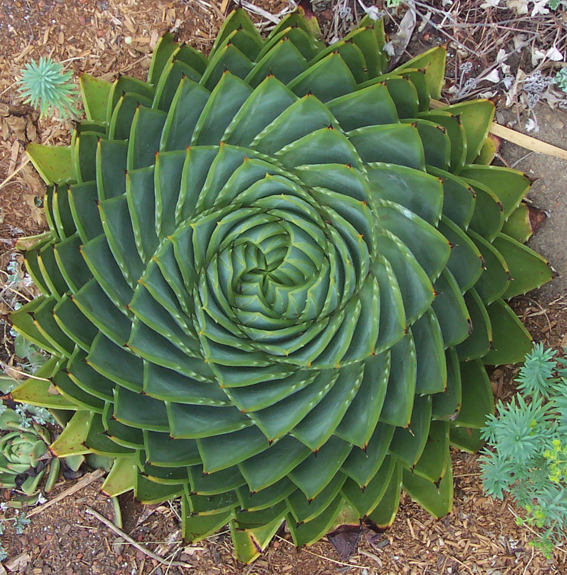 199pcs-Rare-Spiral-New-Succulents-seed-Aloe-vera-polyphylla-rotation-aloe-MIX US 