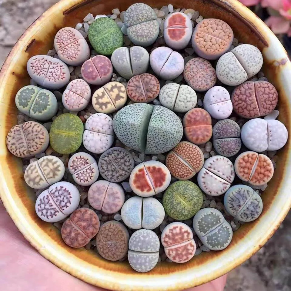 LITHOPS CONOS Rareplant