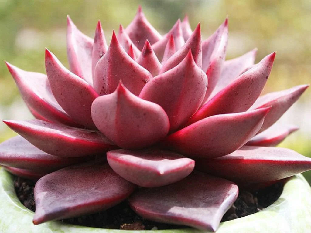Romeo Wax Agave - 20 seeds  rareplant