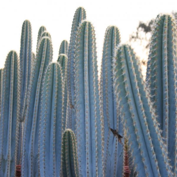 Uitvoerder Calligrapher Aanpassen Blue Torch Cactus - 5 seeds — rareplant