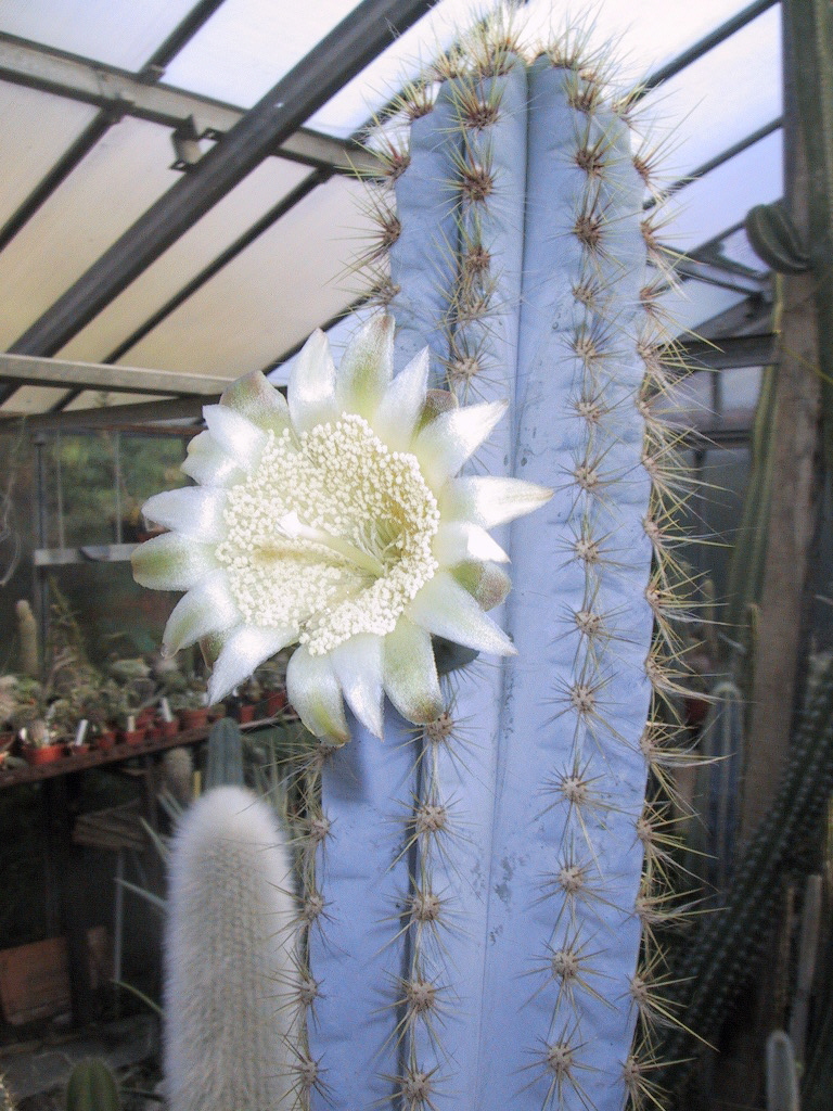 Uitvoerder Calligrapher Aanpassen Blue Torch Cactus - 5 seeds — rareplant