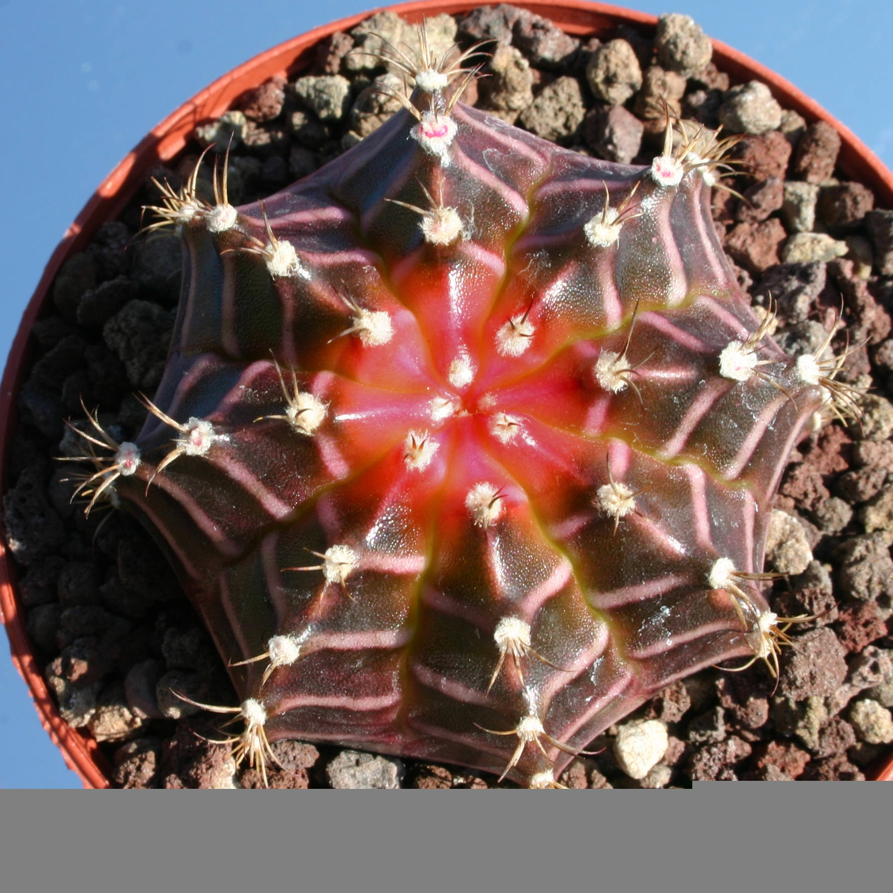 Moon Cactus mix 10 seeds — rareplant