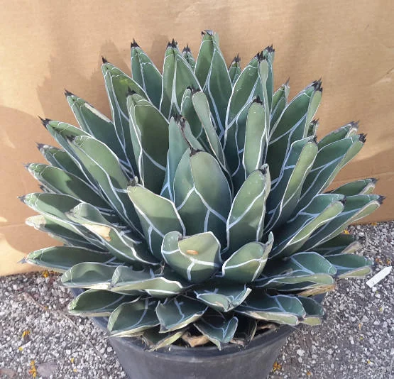 King Ferdinand Agave - 10 seeds  rareplant