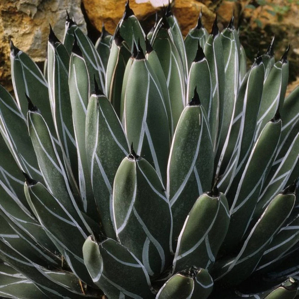 King Ferdinand Agave - 10 seeds  rareplant
