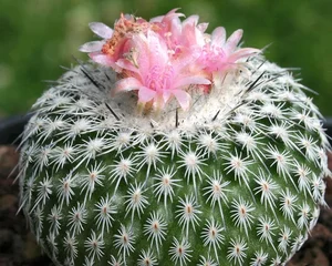 Button cactus - 10 seeds  rareplant