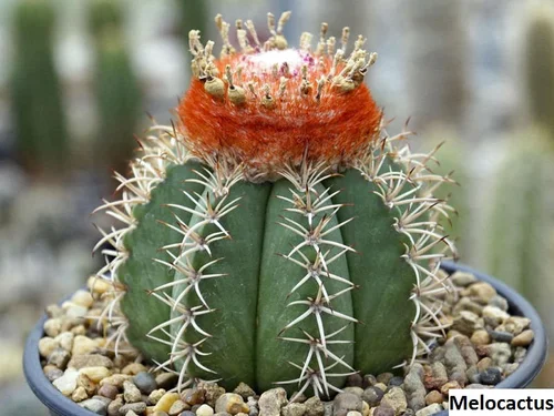 kaktus pin Mini Potted Cactus Enamel Pin main image 0