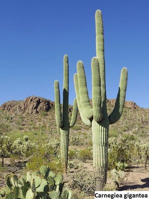 Carnegiea gigantea (Saguaro) - 10 seeds  rareplant