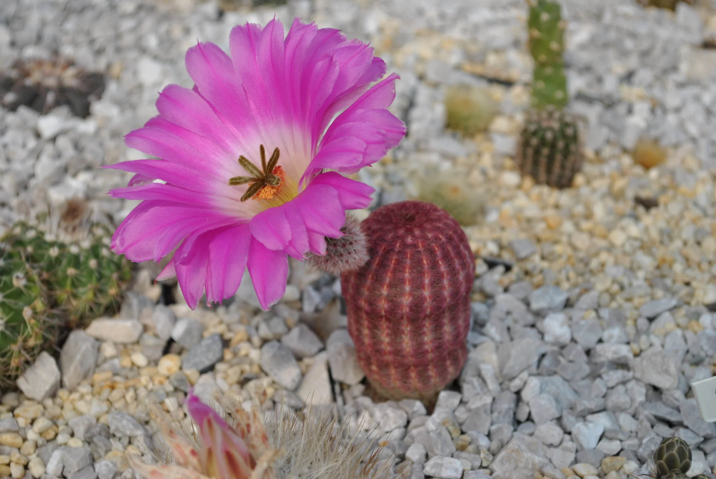 Echinocereus_rigidissimus_v._rubrispinus.jpg