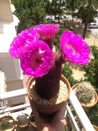 Echinocereus rigidissimus var. rubrispinus - 10 seeds  rareplant
