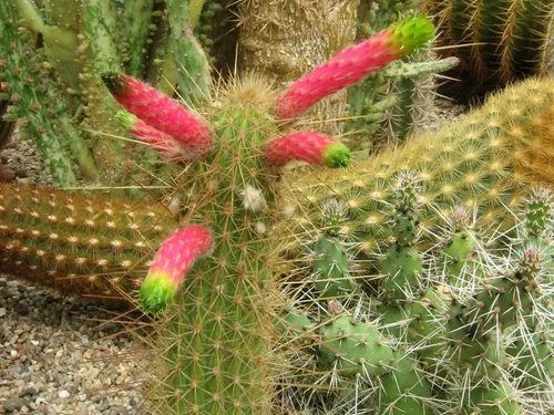 The fire-cracker cactus - 10 seeds  rareplant