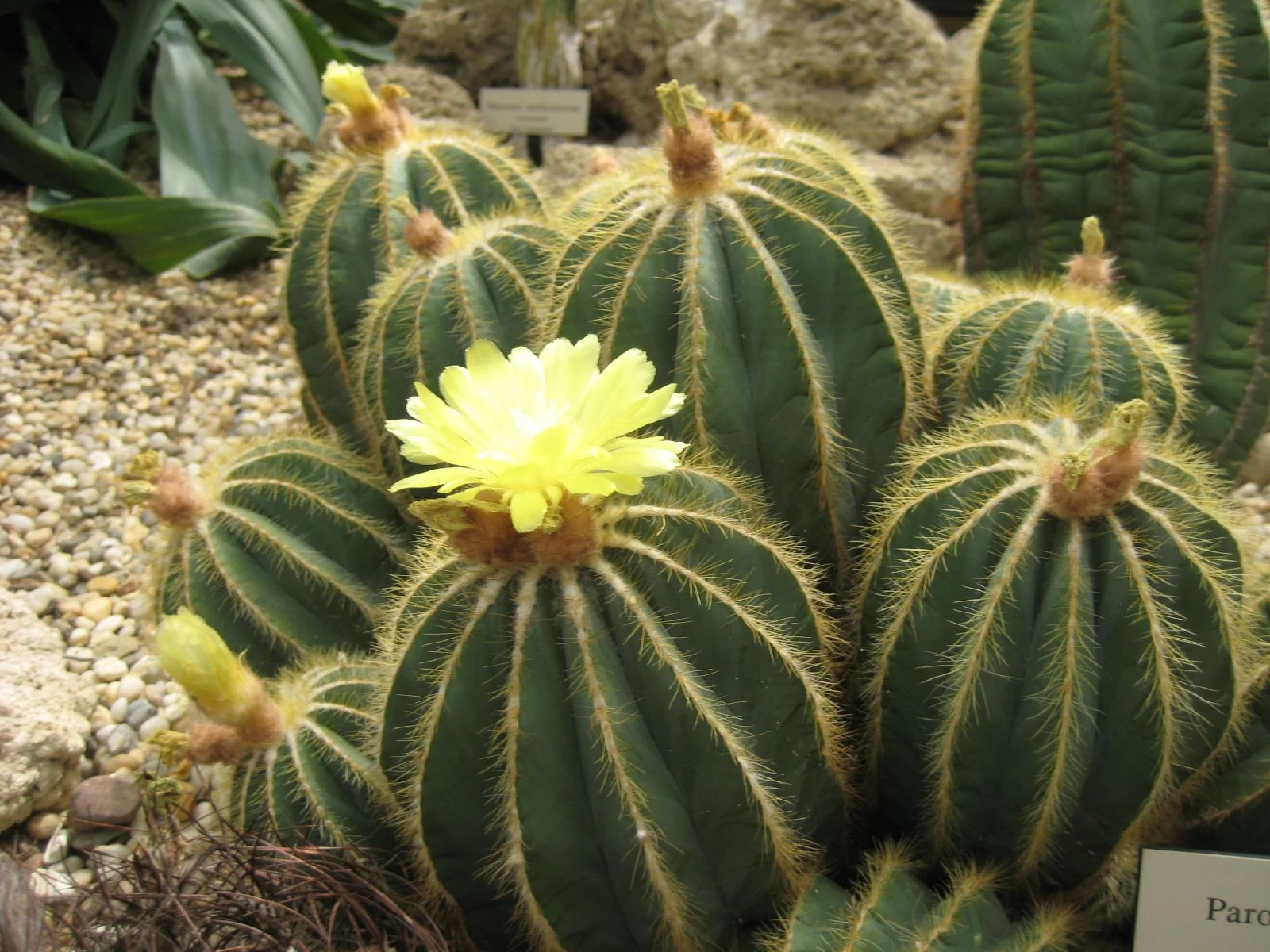 Parodia magnifica - 10 seeds