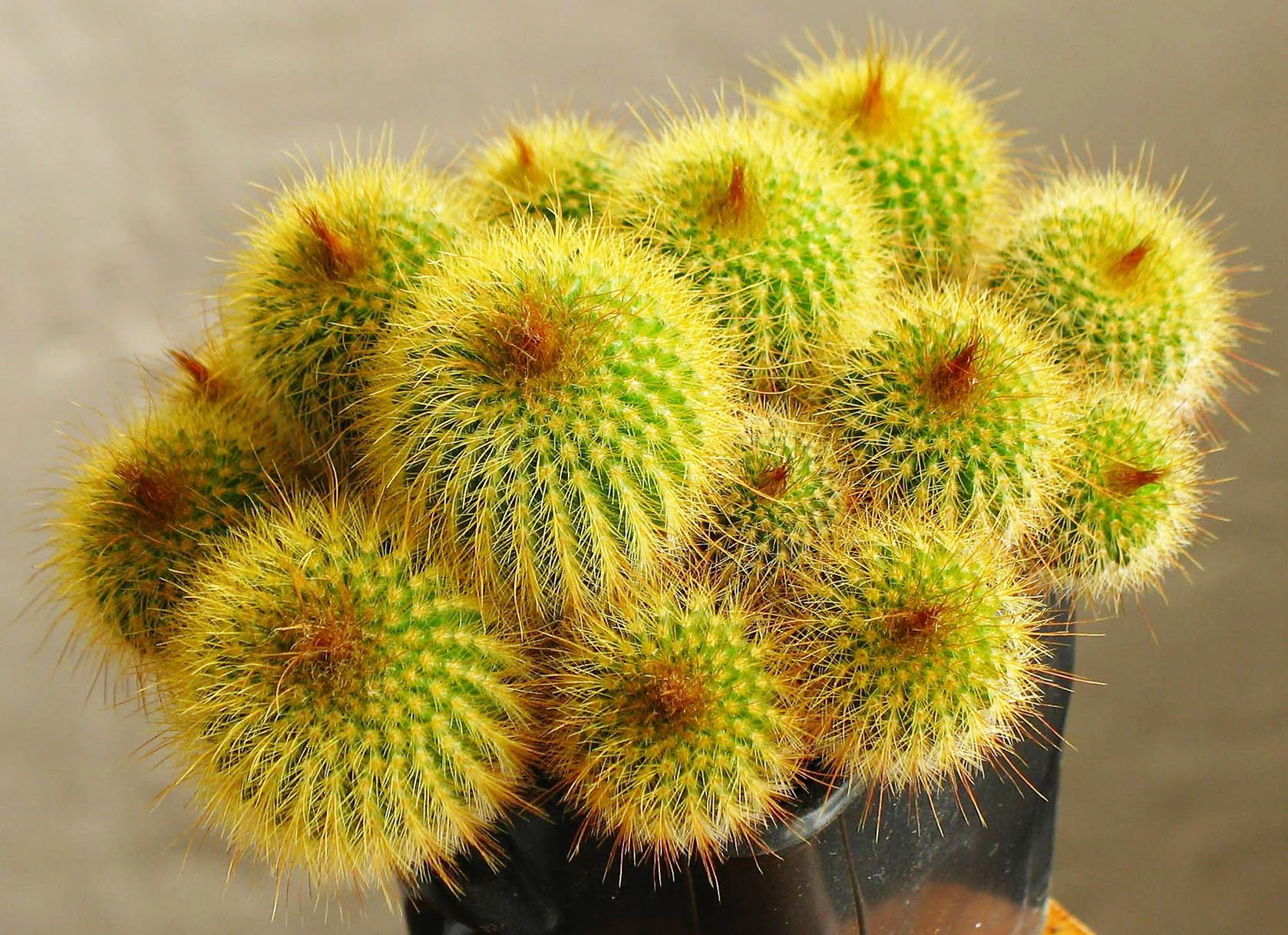 Eriocactus_leninghausii.jpg