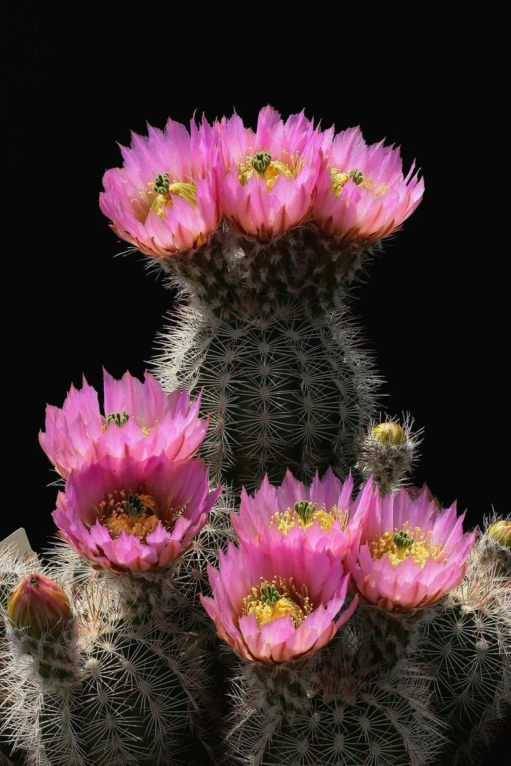 7b9e2f87a03bda4cabd796ca96281651--growing-succulents-cactus-flower.jpg