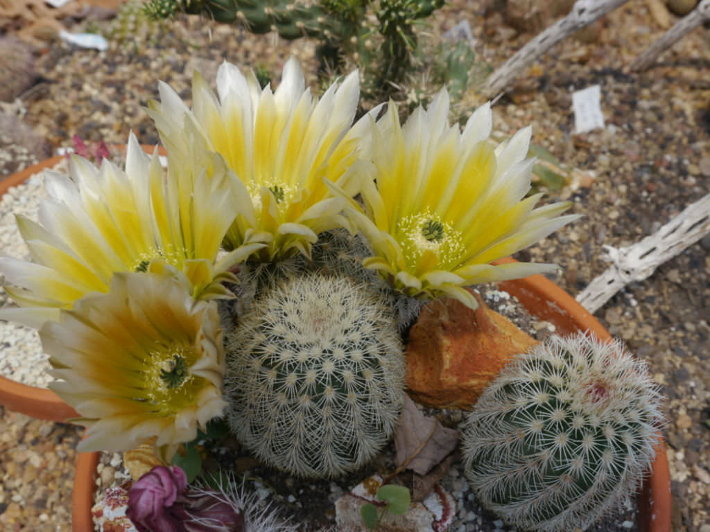 Echinocereus-dasyacanthus-Texas-Rainbow-Cactus3.jpg