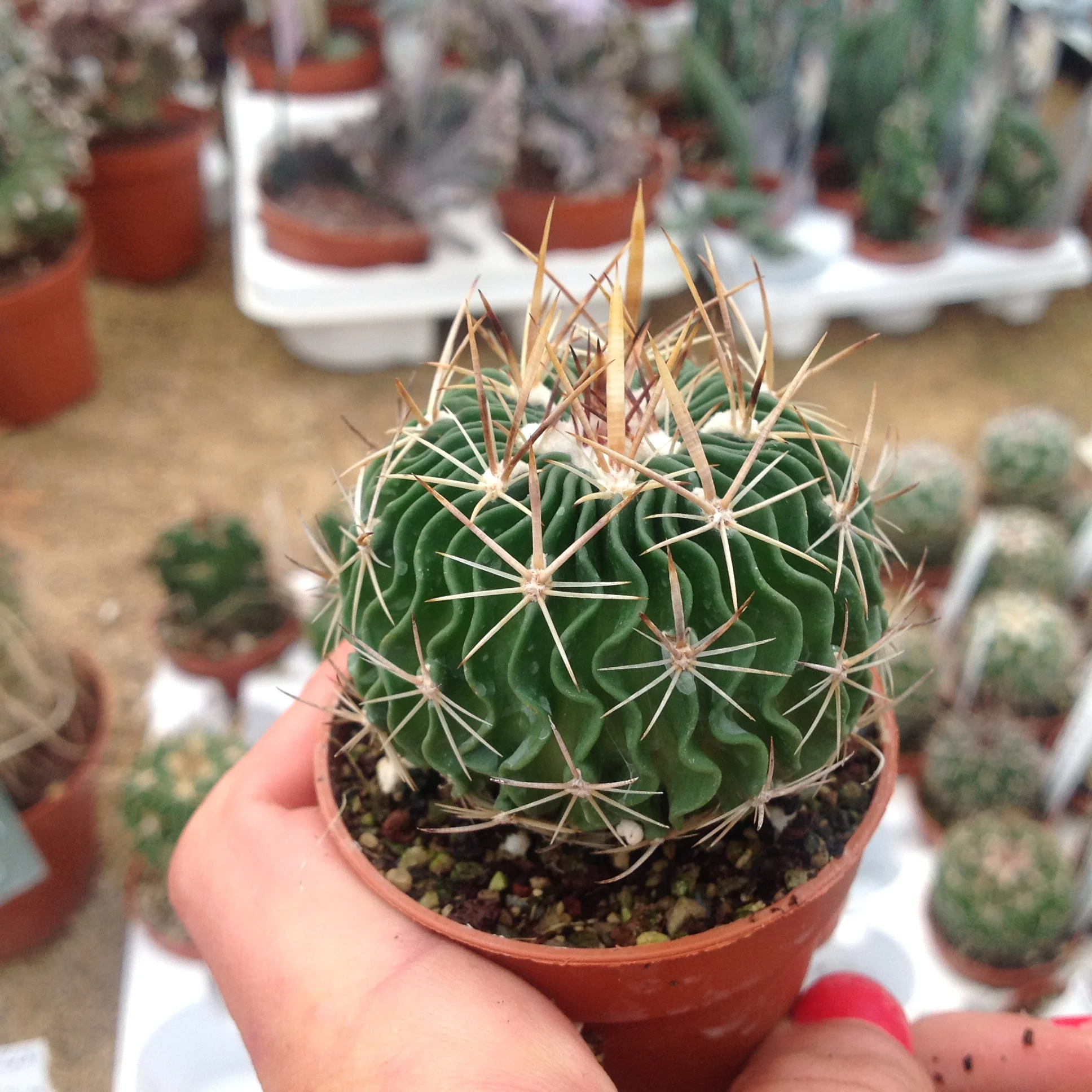 echinofossulocactus_lamellosus_metzquitian_4251.jpeg