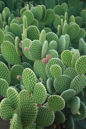 Indian fig cactus - 10 seeds  rareplant