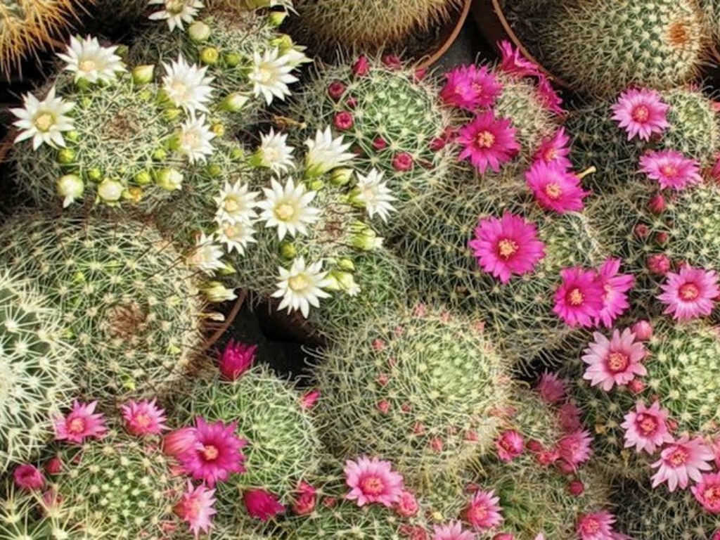 100 seeds Buy CACTUS succulent care Flower koehresi Rare Kaktus Cactaceae 