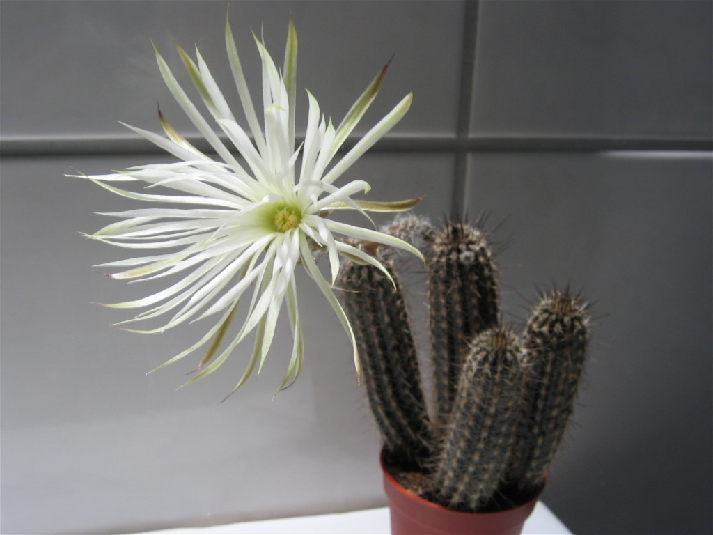 Setiechinopsis_mirabilis_0248_190504.jpg