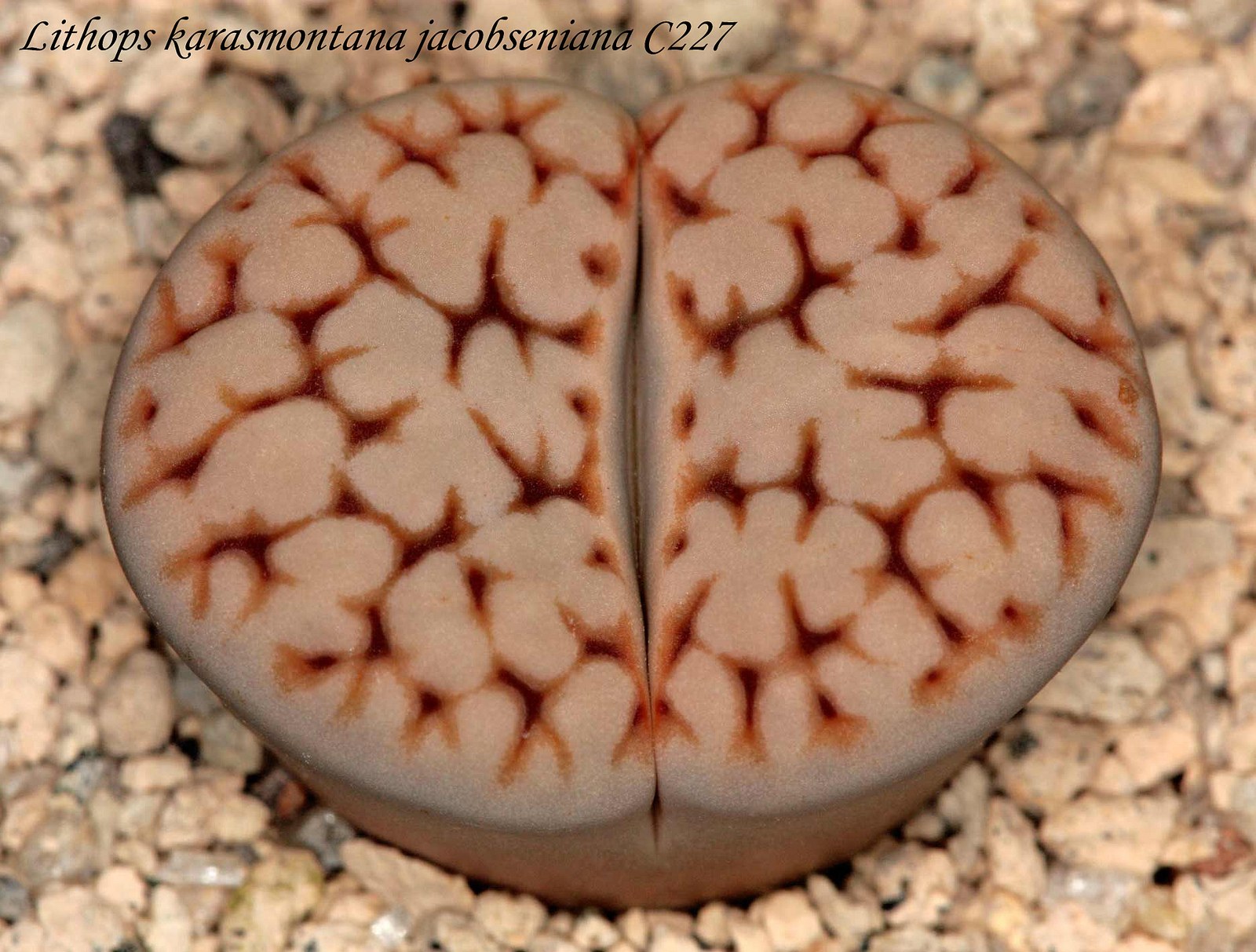 #1509 hookeri vermiculate form Rooidam shown in a 2 pot Lithops hookeri var