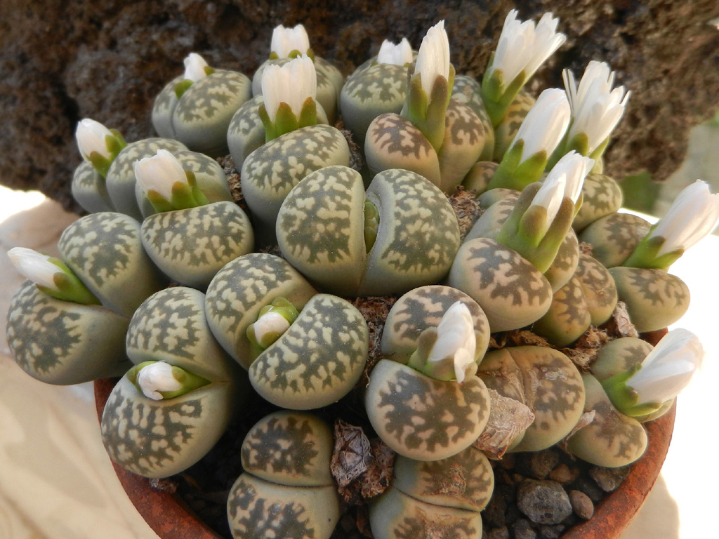 Lithops karasmontana ssp bella - 20 seeds