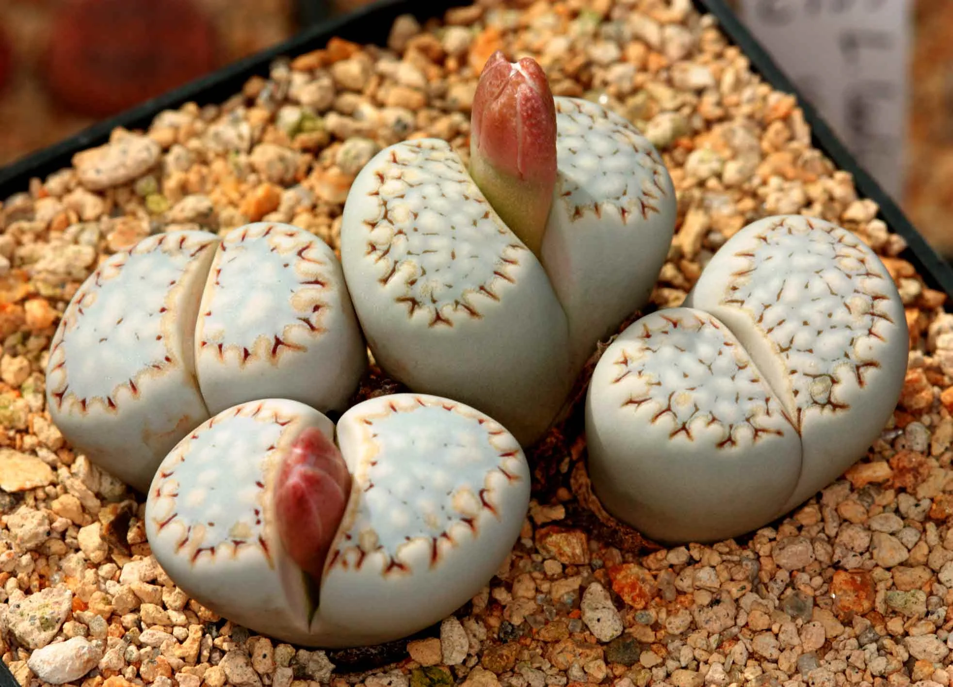 lithops-julii-fulleri-c161-1-.jpg