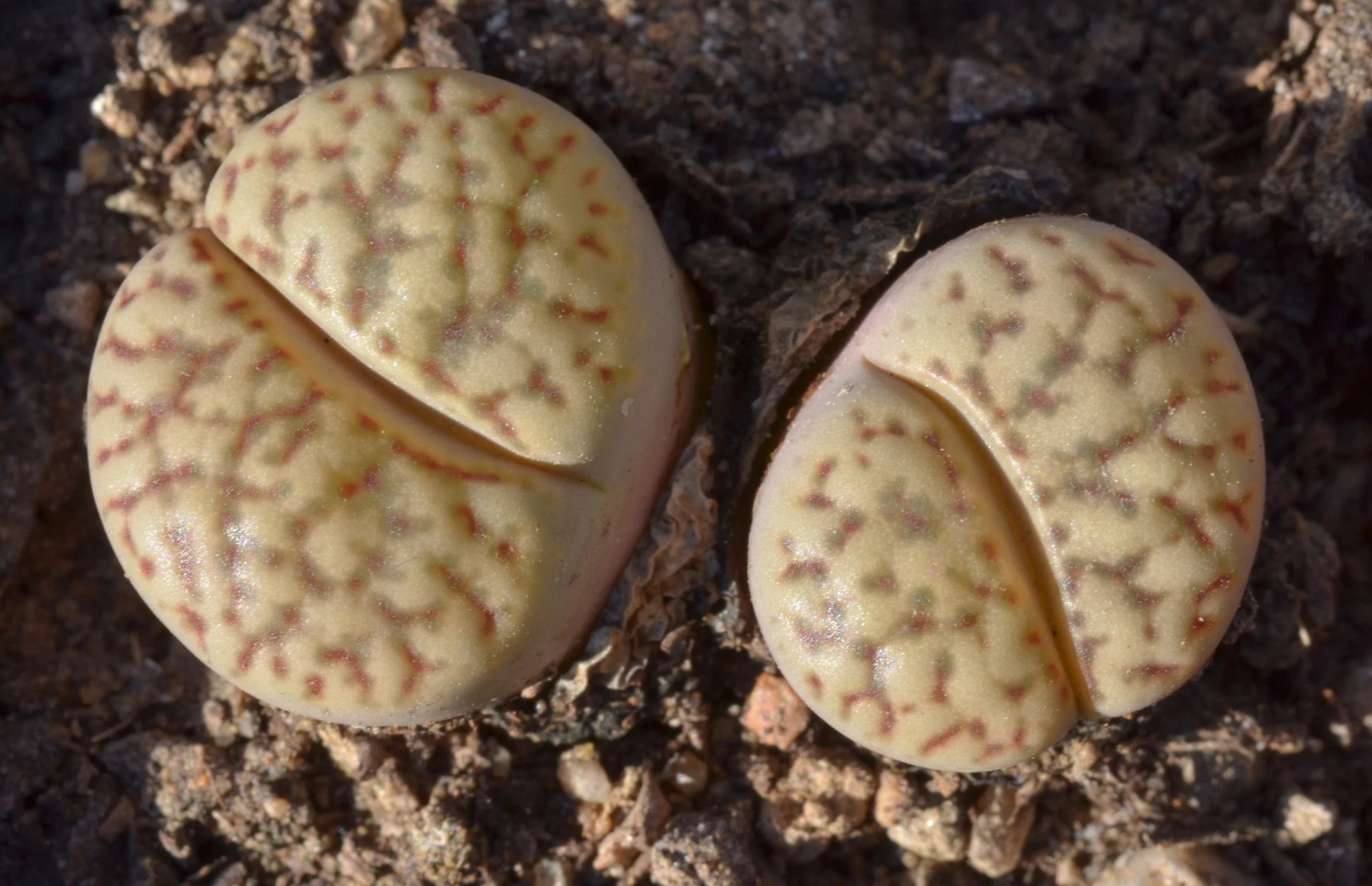 lithops-bromfieldii-v.-mennellii-c283-ingel.jpg