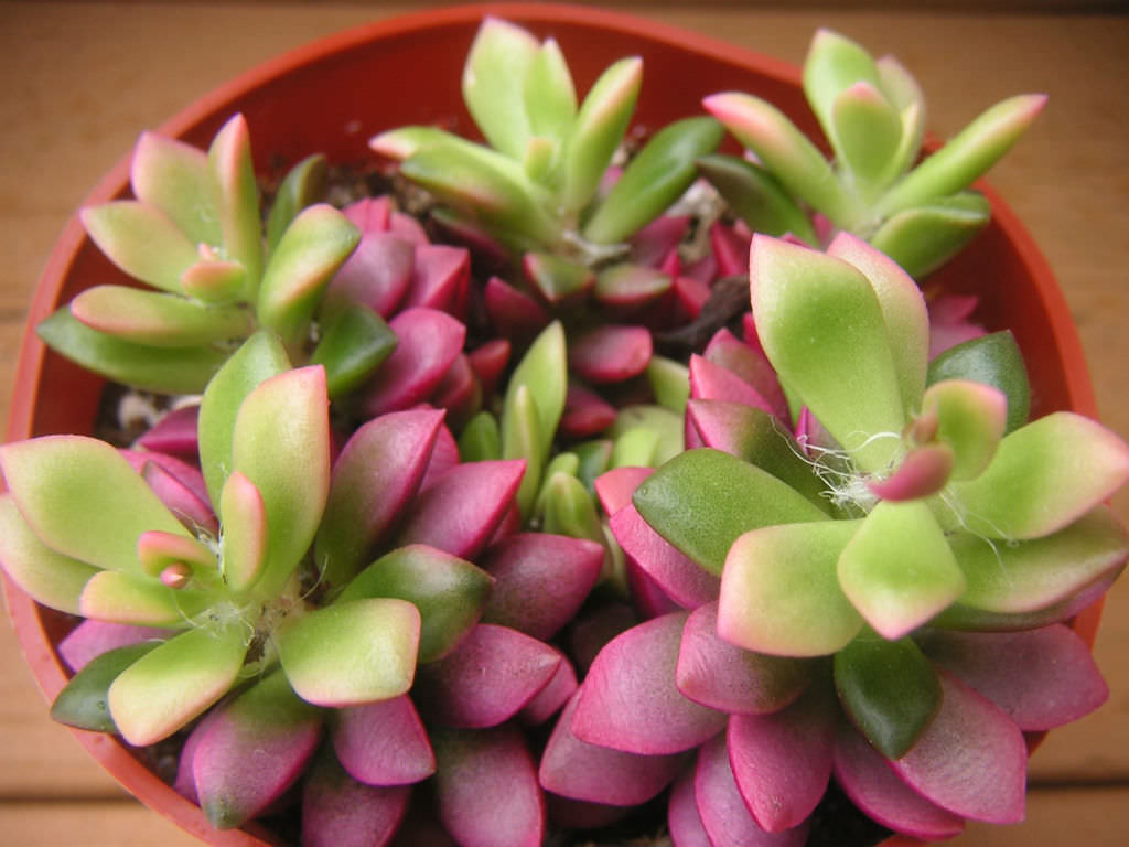Anacampseros-telephiastrum-Variegata2.jpg