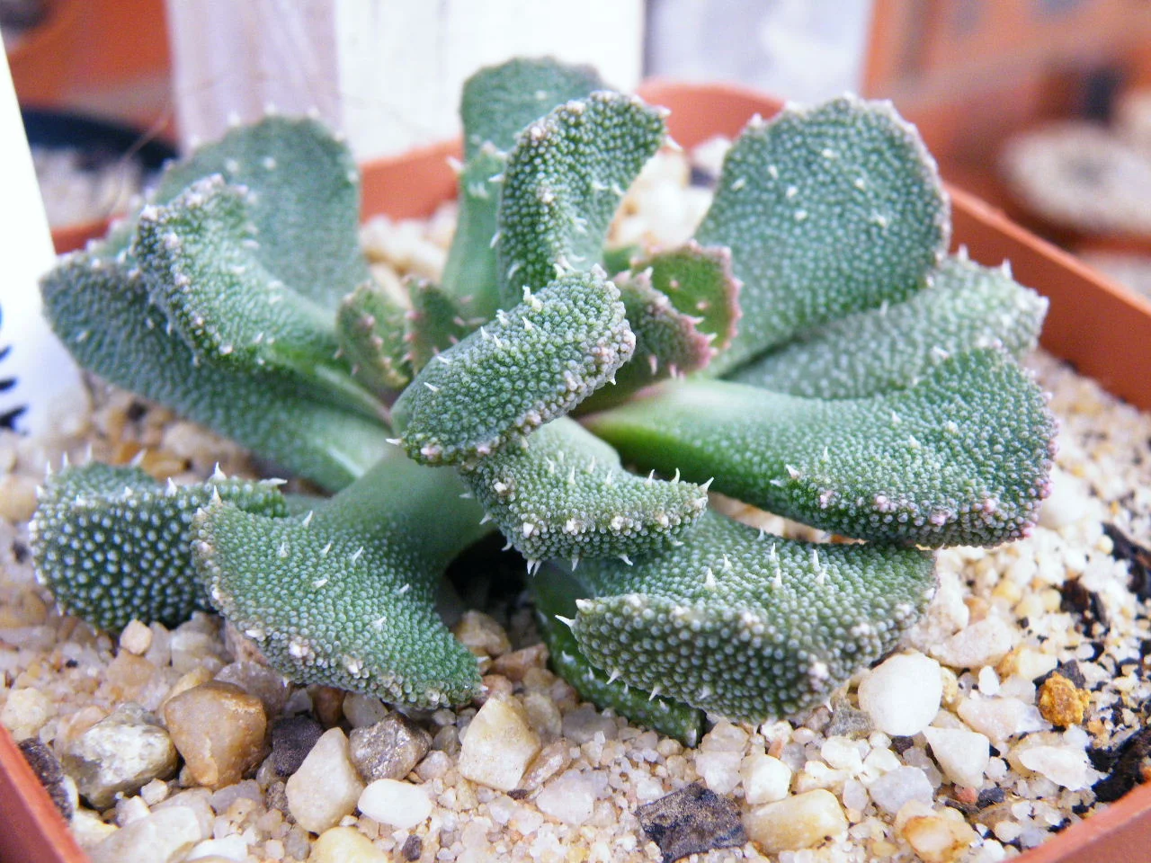 DSCF2200.JPG