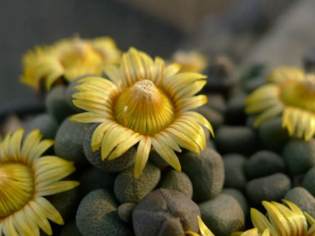Aloinopsis-schooneesii-Living-Stone4.jpg