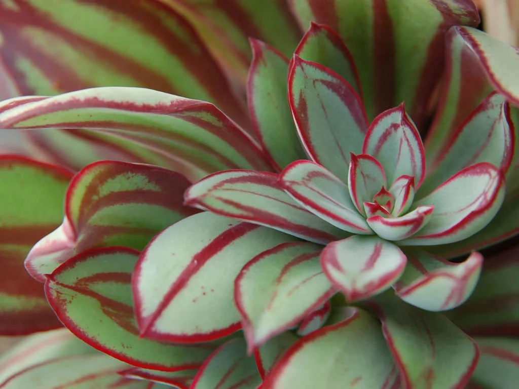 Echeveria-nodulosa-Painted-Echeveria1.jpg