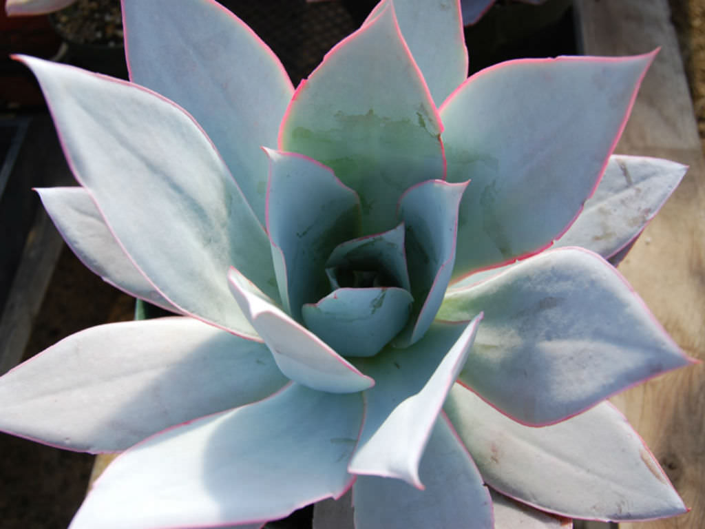 Echeveria-cante2.jpg