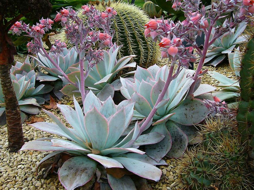 Echeveria-cante4.jpg