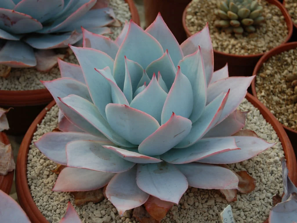 small decorative plant pots Colored Small Plant Succulent Pots