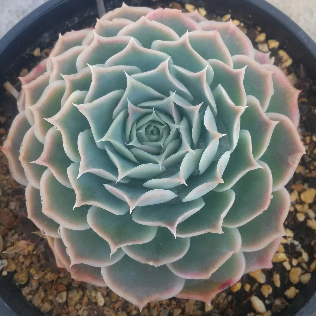 Echeveria simulans Ascension - 20 seeds