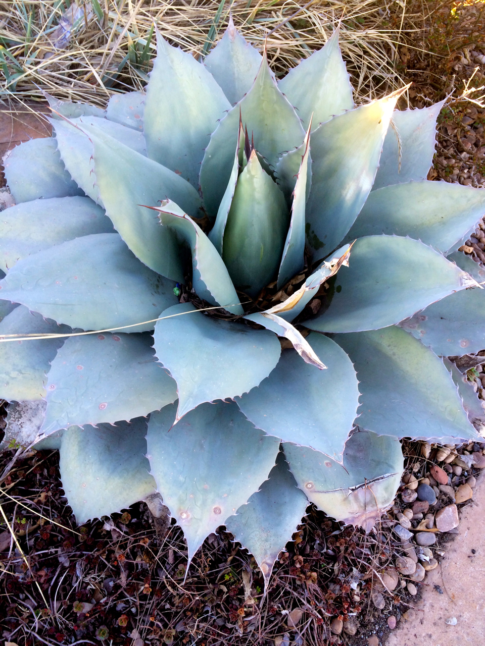 agave.jpg