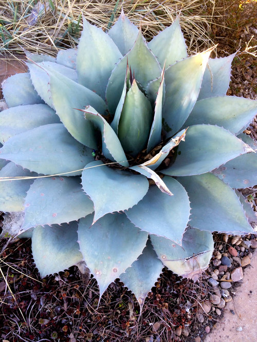 10 seeds agave whiptail ssp whiptail seed succulents Succulents