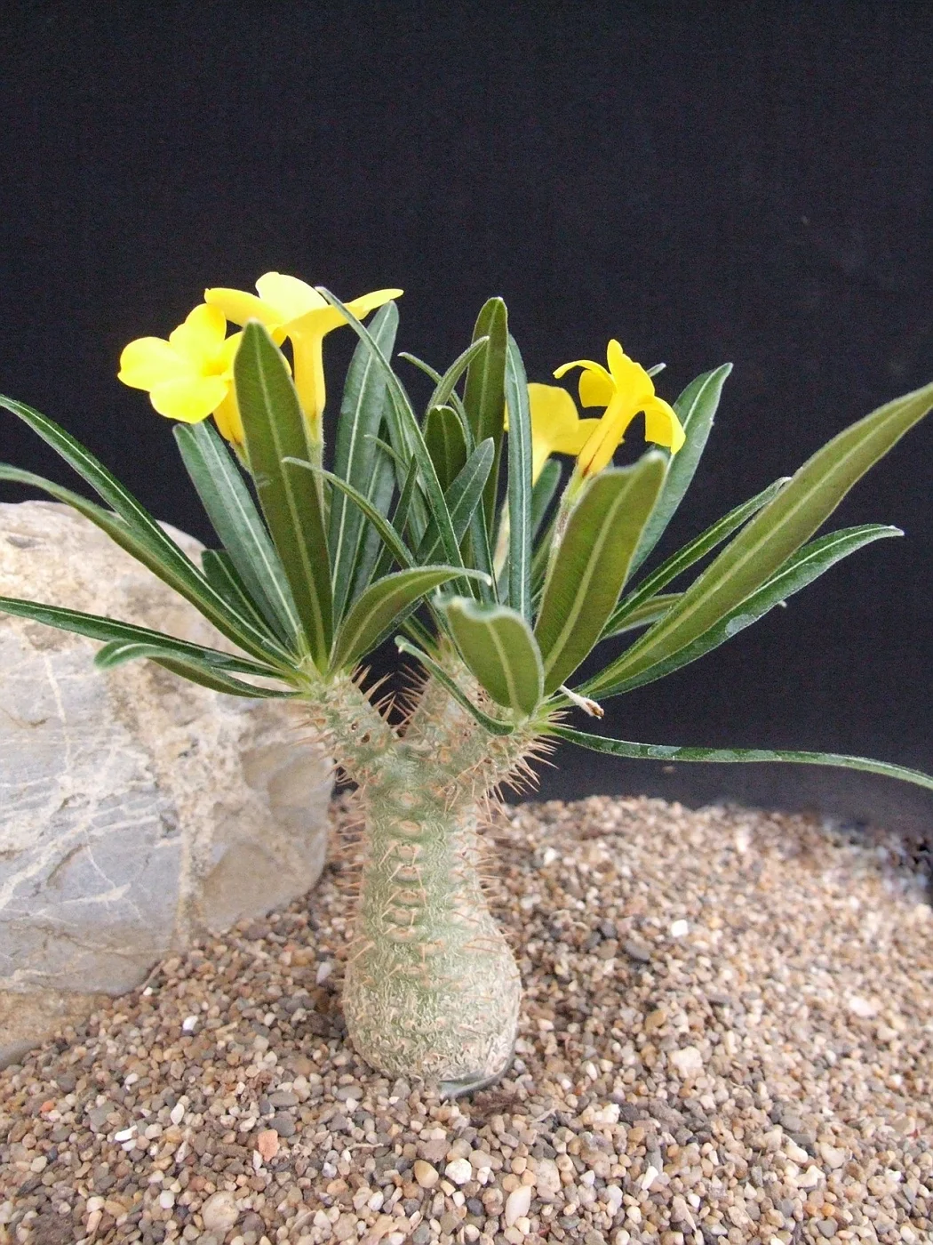 Pachypodium rosulatum - 5 seeds