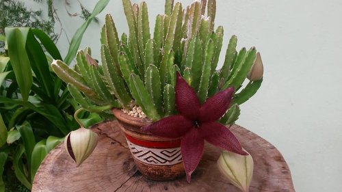 Starfish Flower - 5 seeds — rareplant