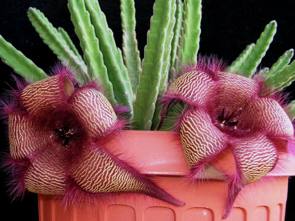 seeds Orbea Stapelia variegata/grandiflora/hirsuta Starfish Toad Carrion Cactus