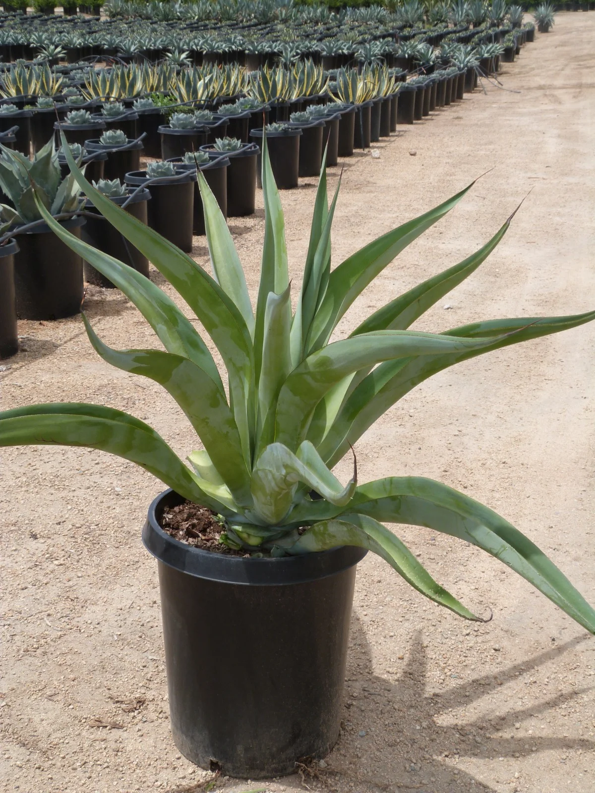 agave-vimoriniana-e1438729479723.jpg