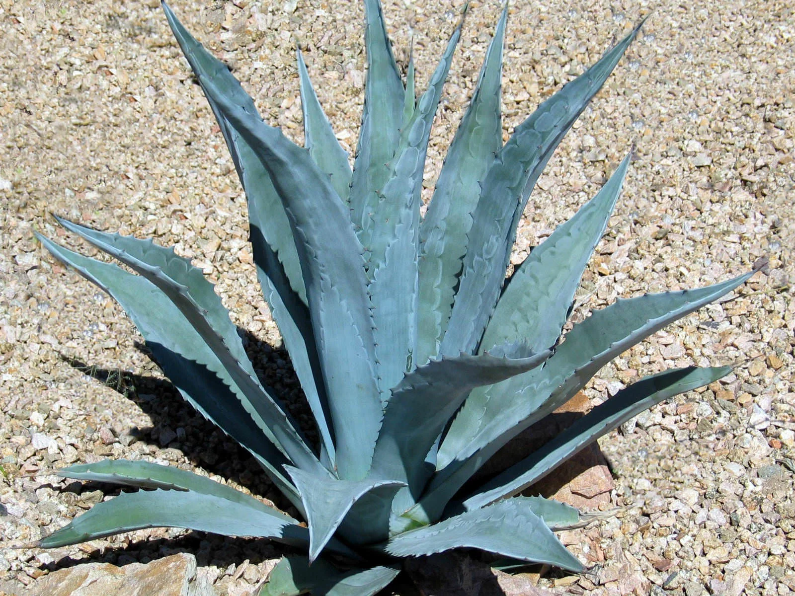 Agave-americana.jpg