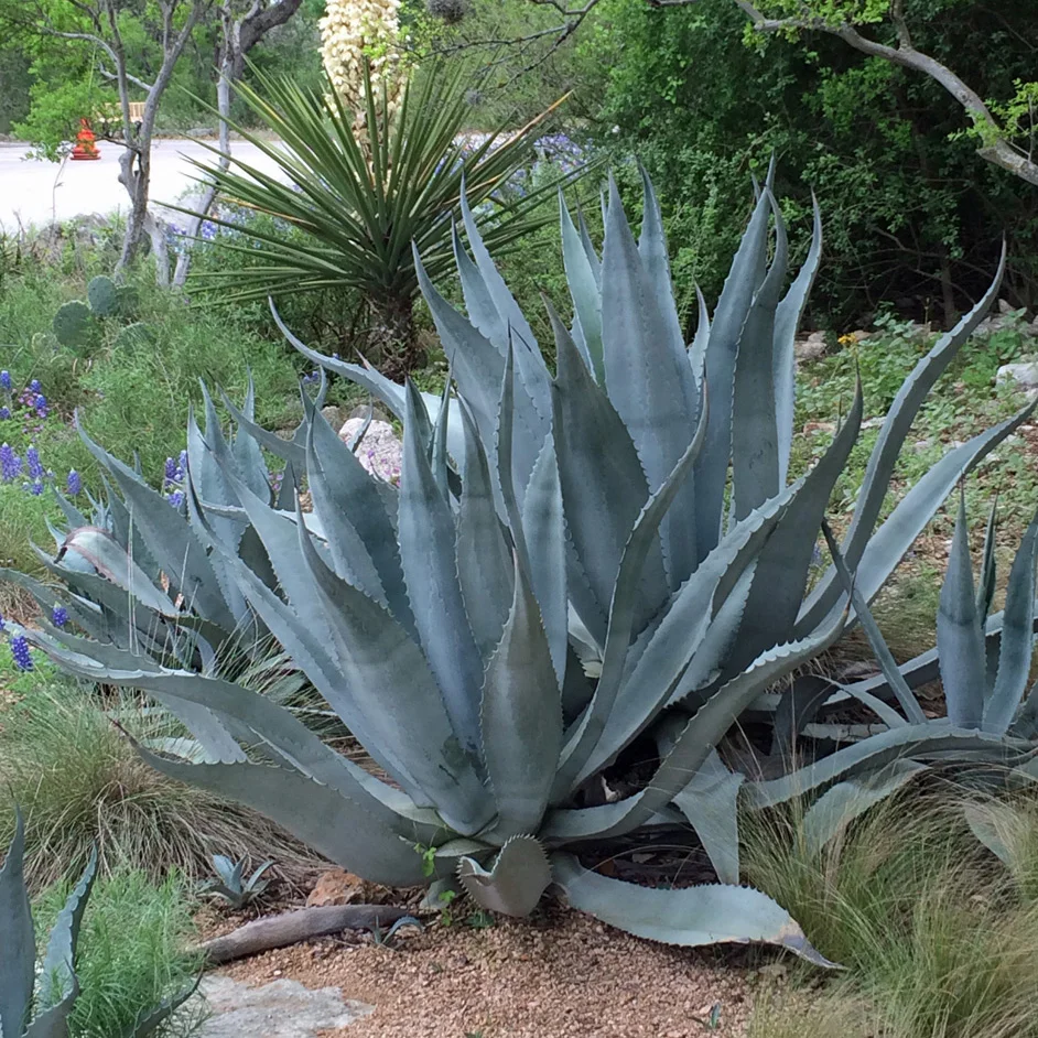 Agave americana - 10 seeds  rareplant