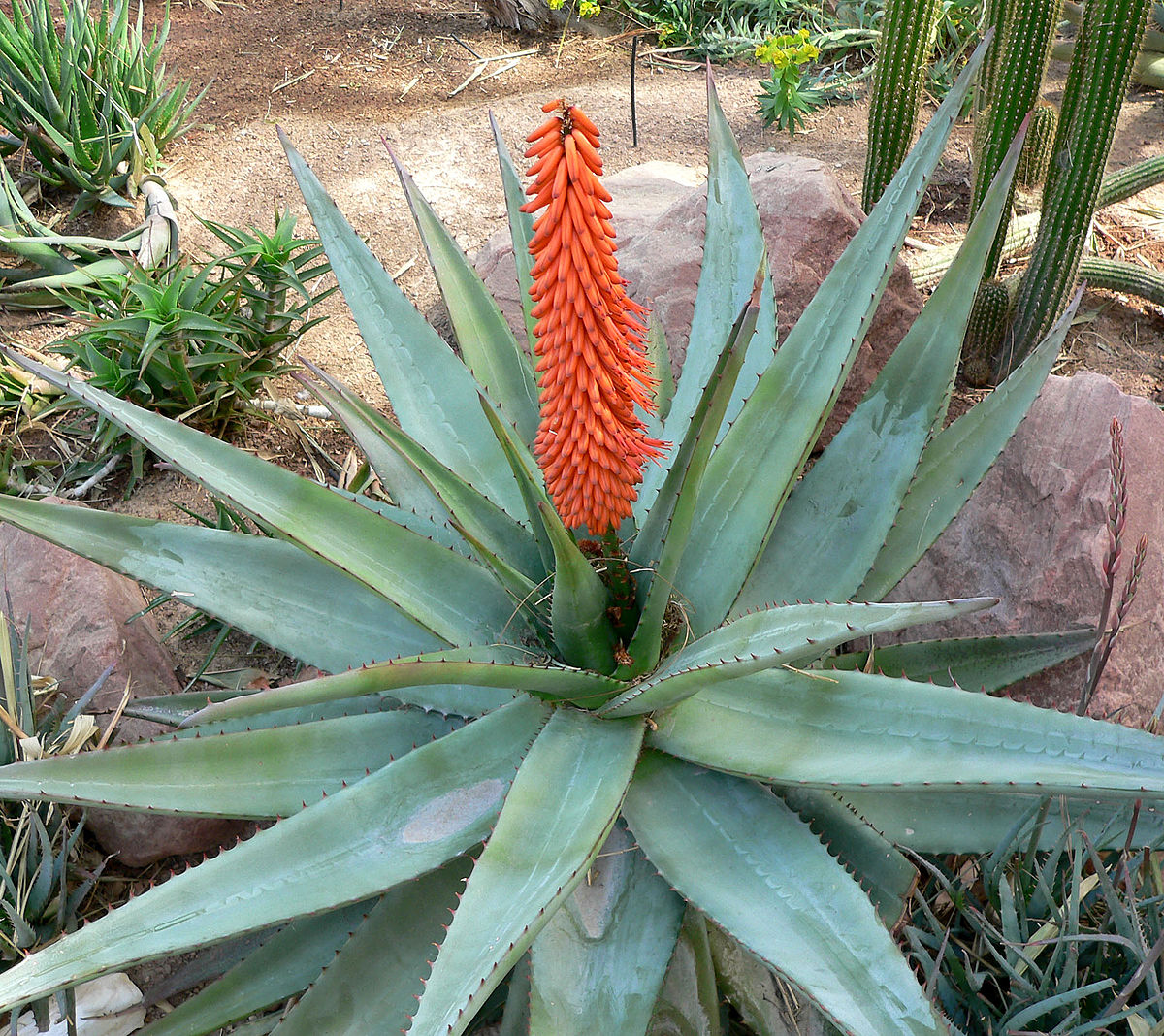 Semi rarità rare piante schnellwüchsig gatti coda-Aloe 